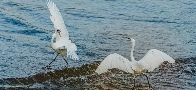 生物多樣性智慧一體化指揮平臺(tái)